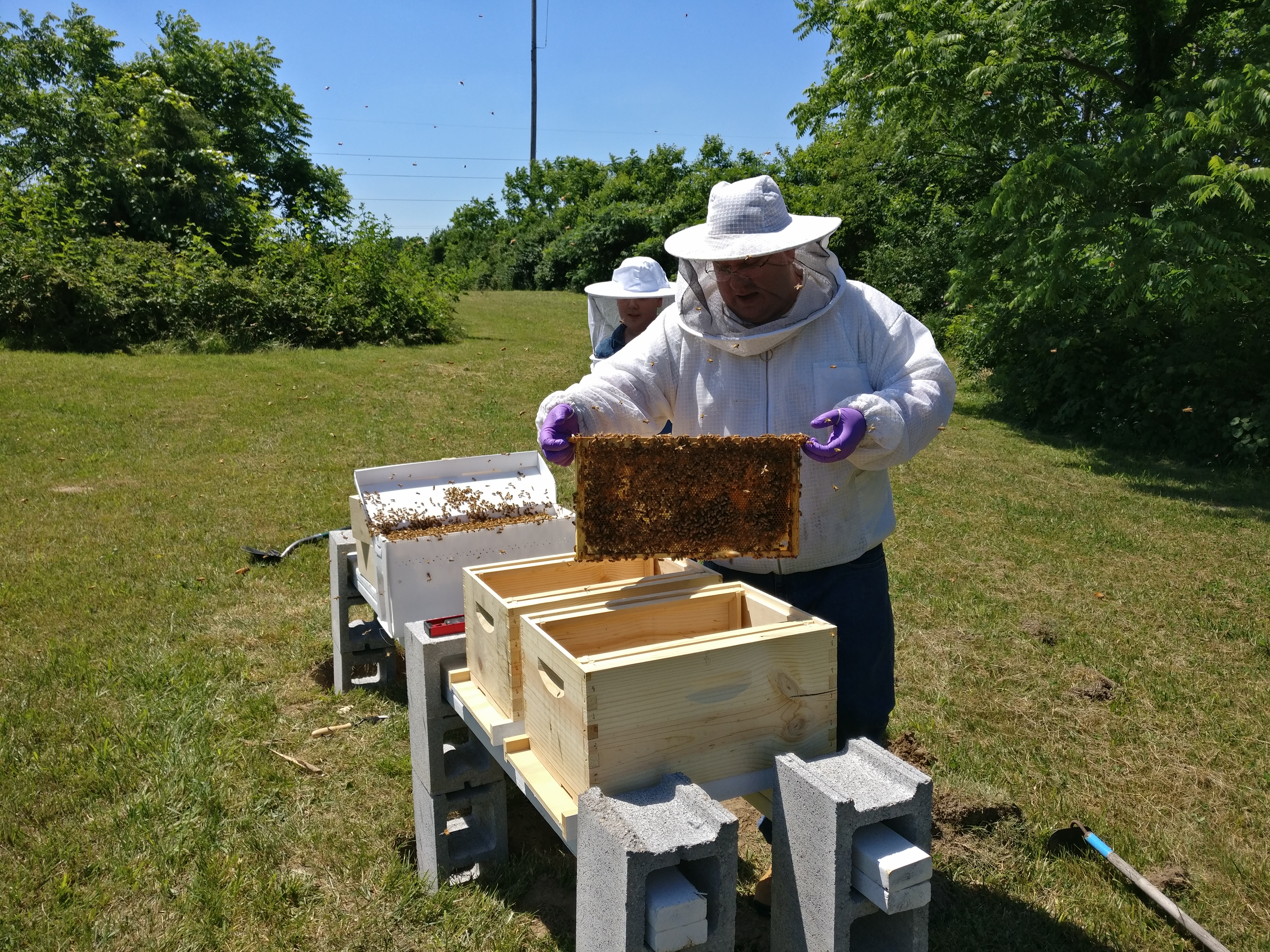 Bee installation: first hive