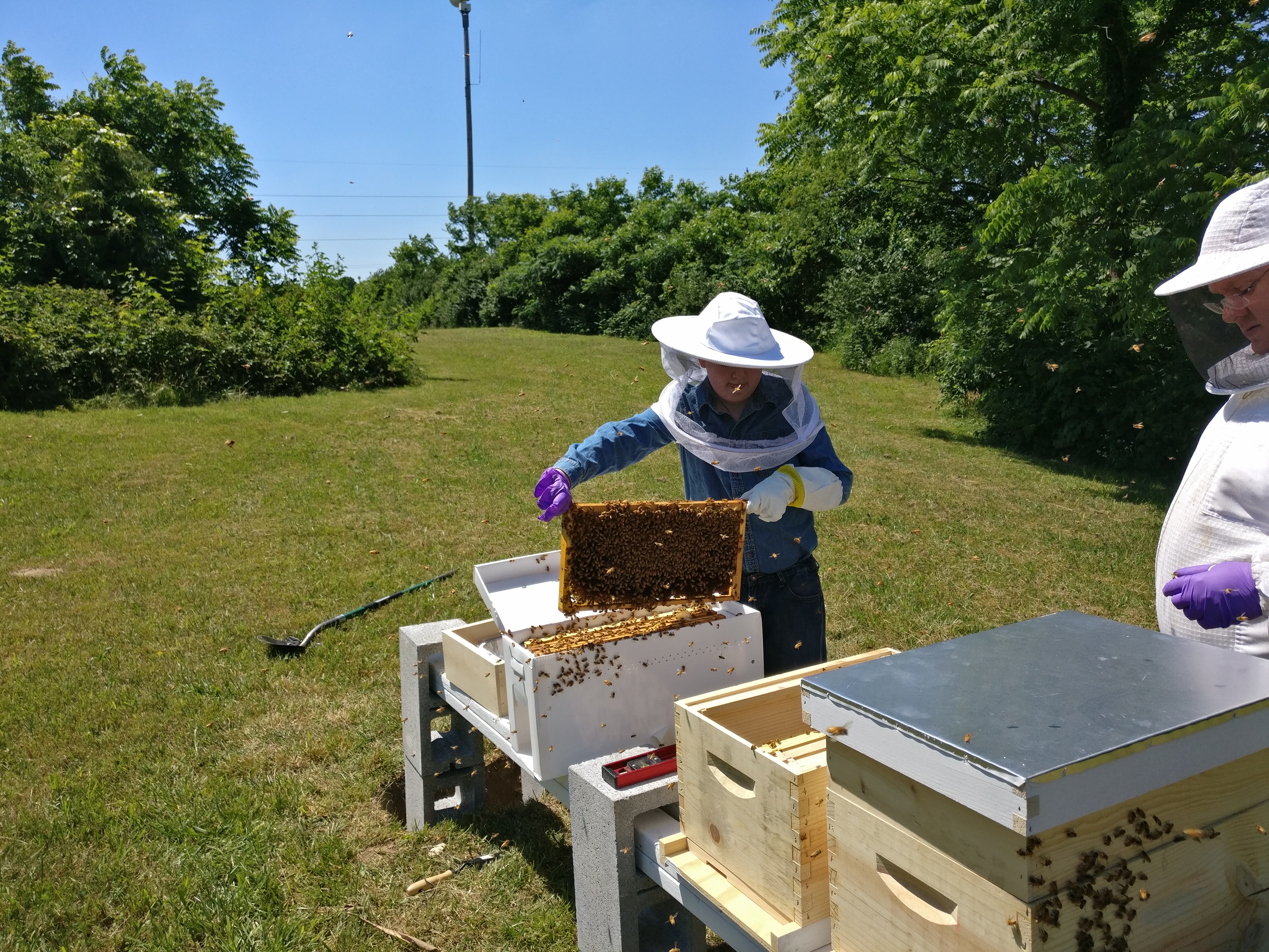 Bee installation: second hive